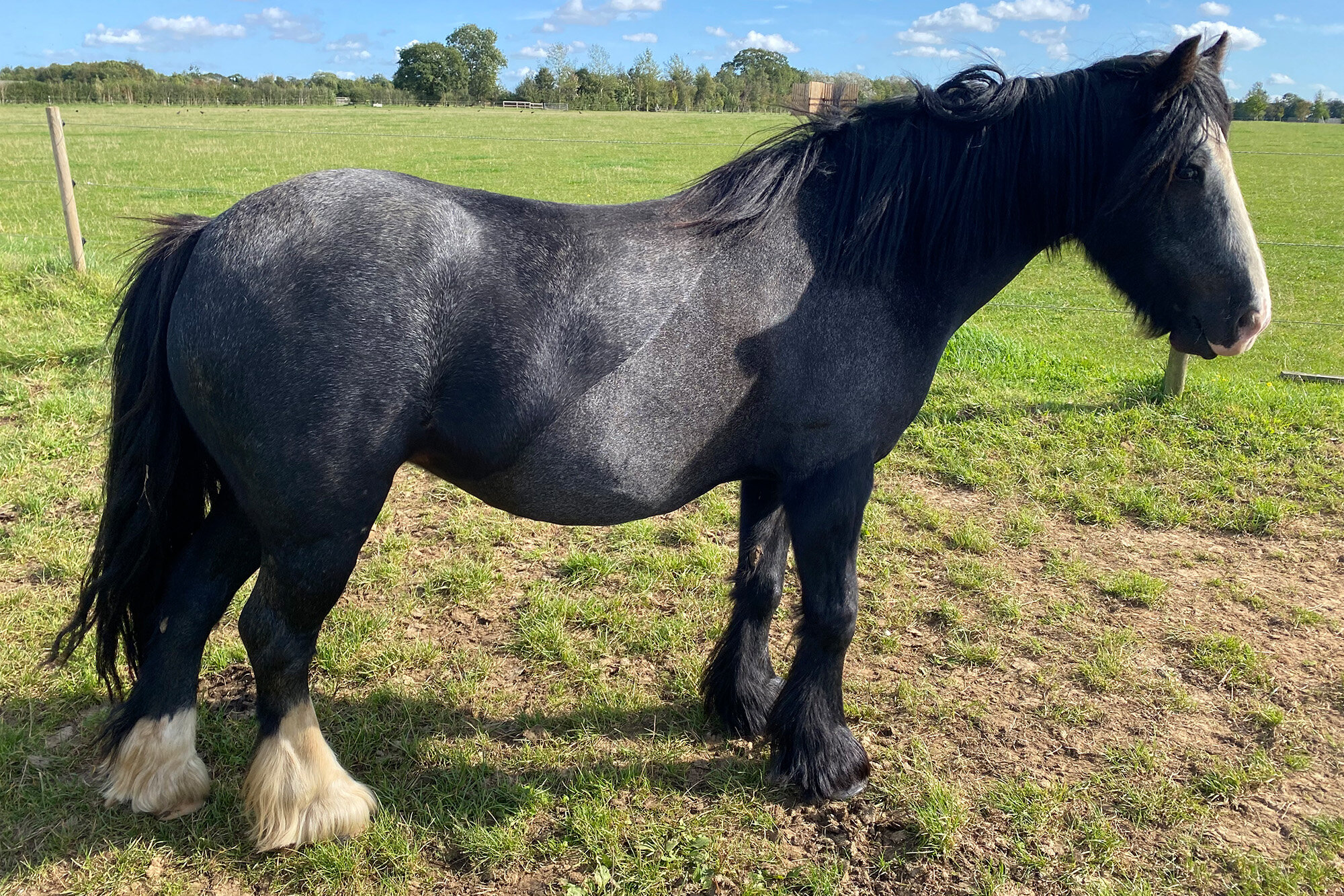 photo of Ruby May (Liquorice)