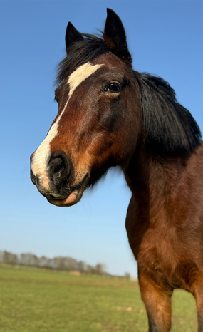 Headshot of HHO Tina (Amy)