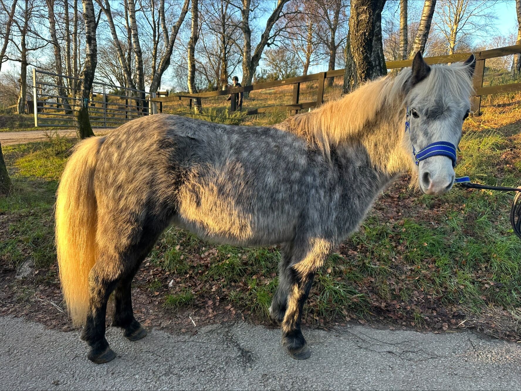 photo of Stuart Little (Louie)