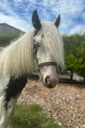Headshot of Parmesan