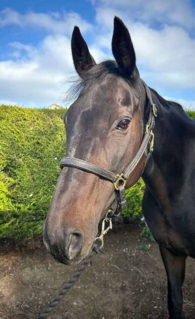 Headshot of Calderberry Sparke - white horse with head collar on