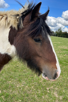 Headshot of Pompey
