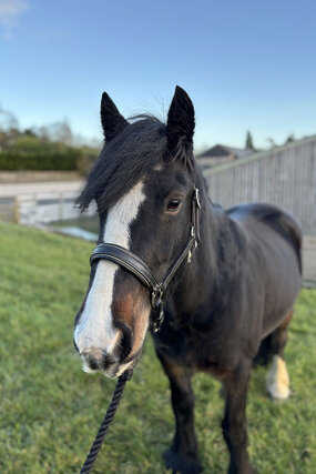 Headshot of Calderberry Sparke - white horse with head collar on