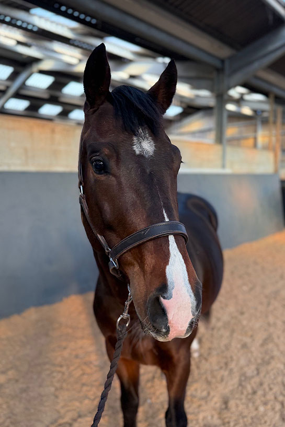 Headshot of Barolo (Barry)