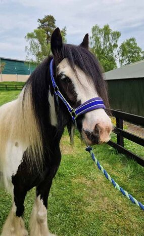 Headshot of Calderberry Sparke - white horse with head collar on