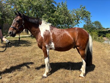 Horse of the week - Toby