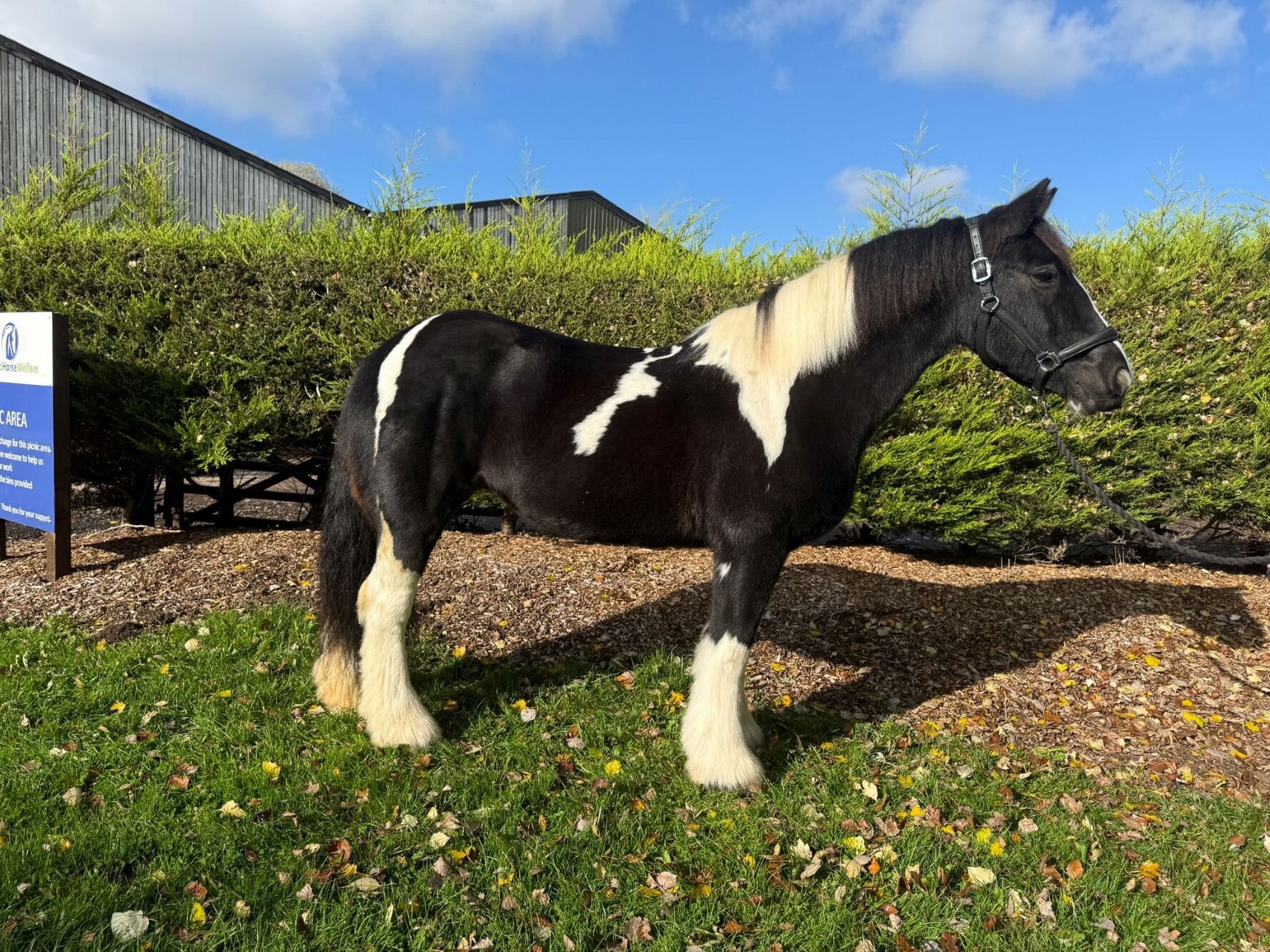 Additional image of Holders Pearl