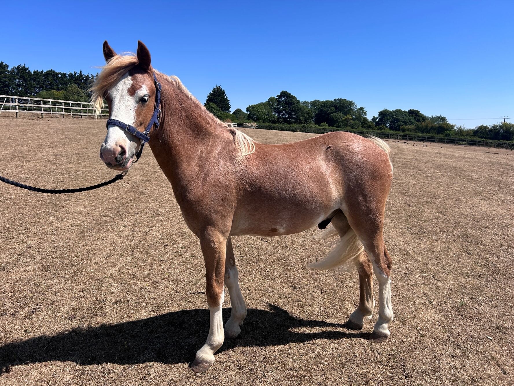 Additional image of Cinnamon
