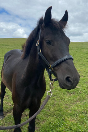 Headshot of Calderberry Sparke - white horse with head collar on