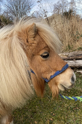 Headshot of Calderberry Sparke - white horse with head collar on