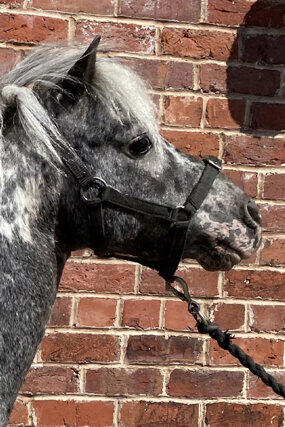 Headshot of Calderberry Sparke - white horse with head collar on