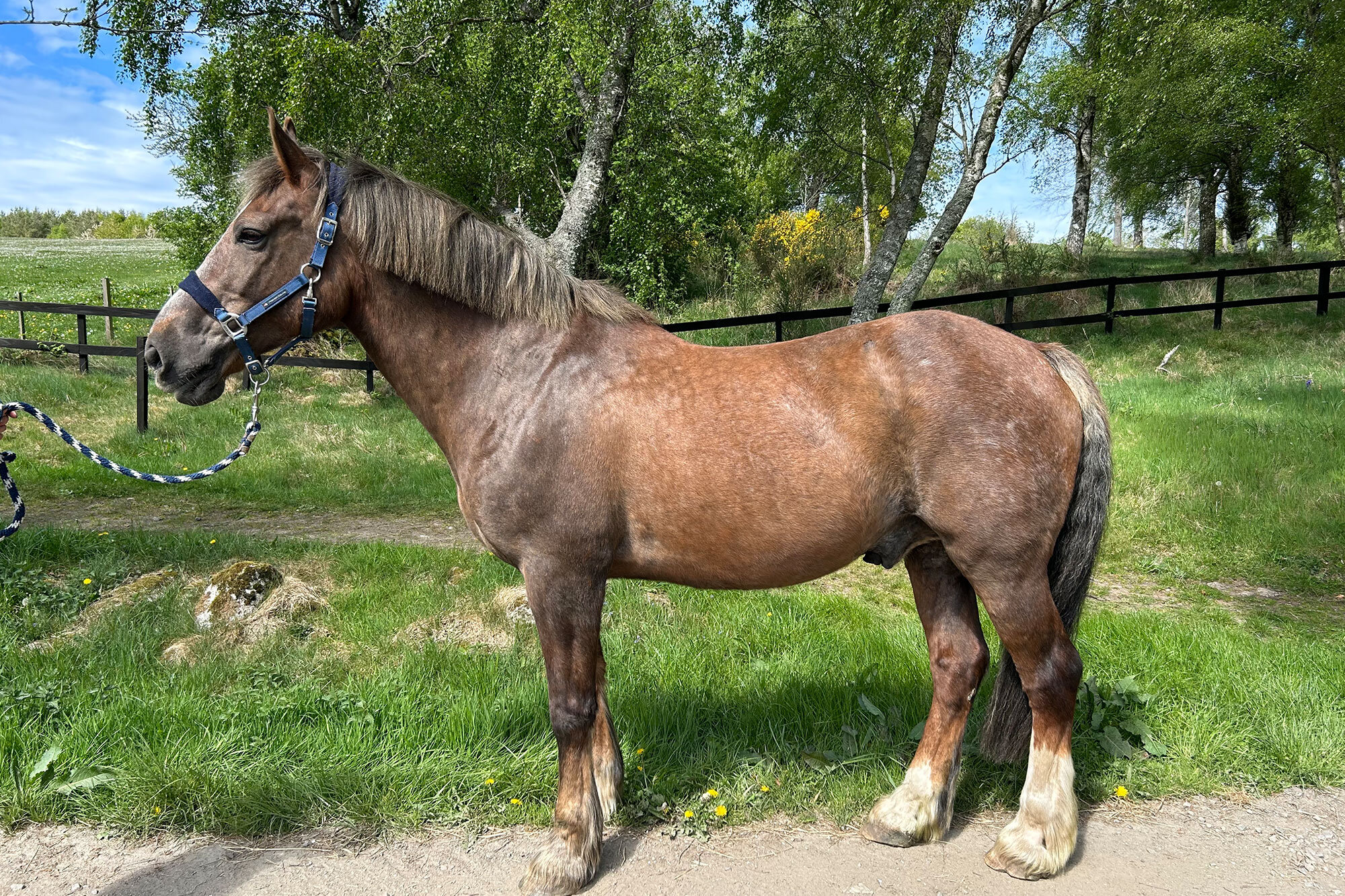 photo of Retanach Van-Helsing (Heughie)