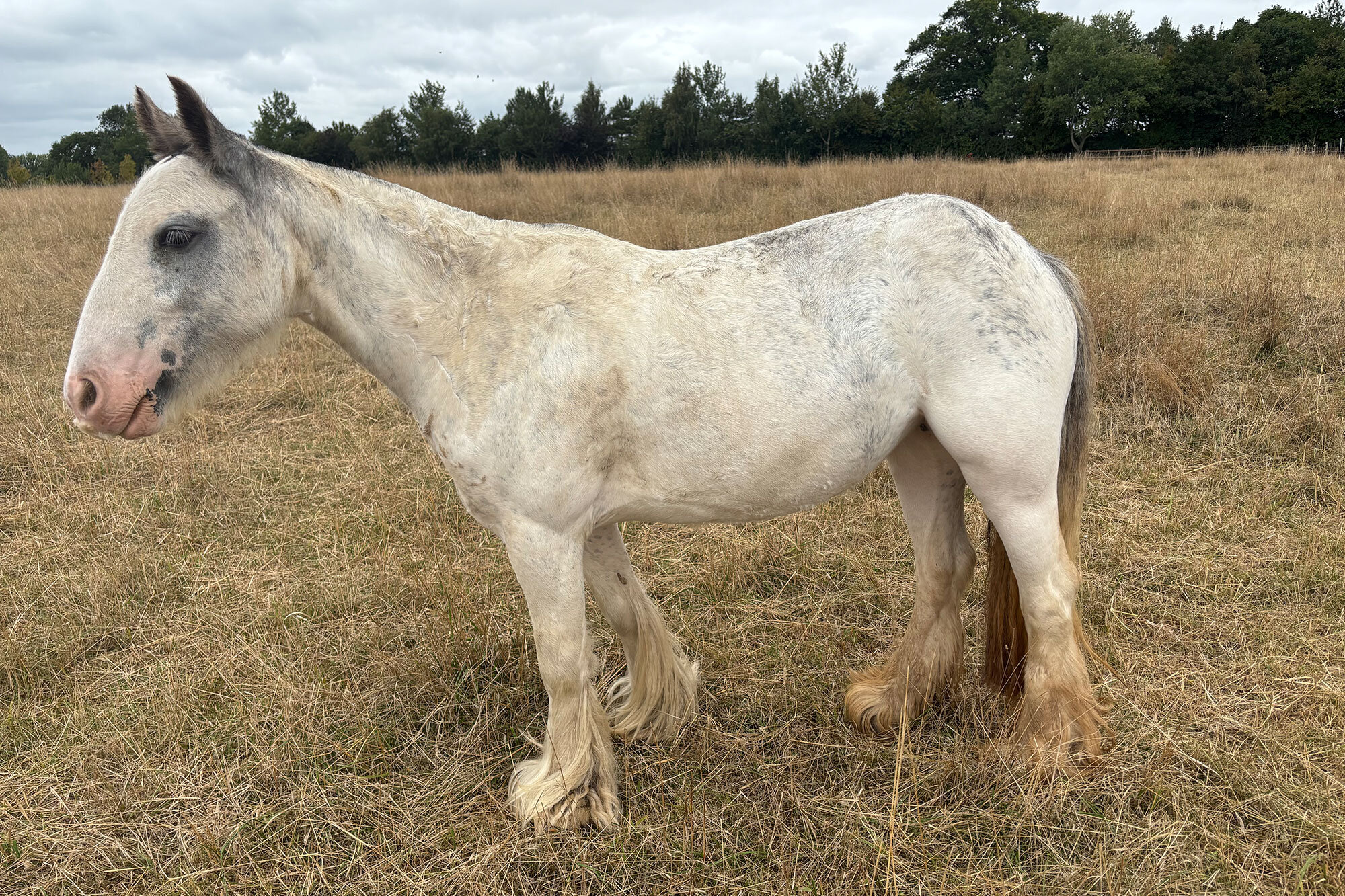 Additional image of Amica