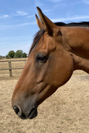 Headshot of Calderberry Sparke - white horse with head collar on