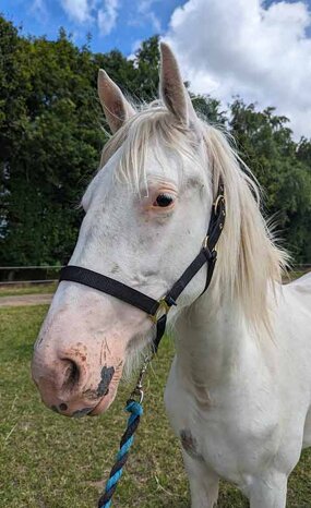 Headshot of Calderberry Sparke - white horse with head collar on