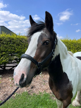 Headshot of Hilltop Tilly