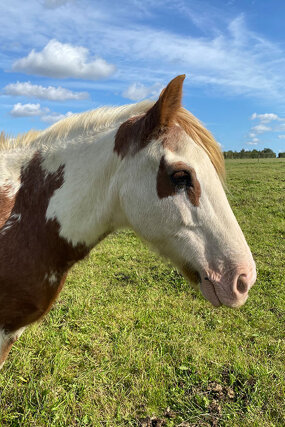 Headshot of Calderberry Sparke - white horse with head collar on