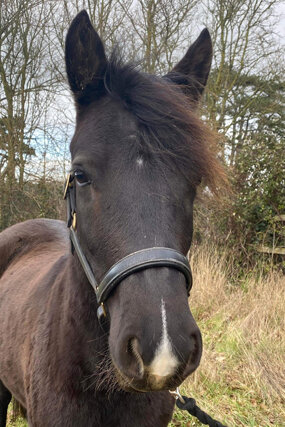 Headshot of Calderberry Sparke - white horse with head collar on