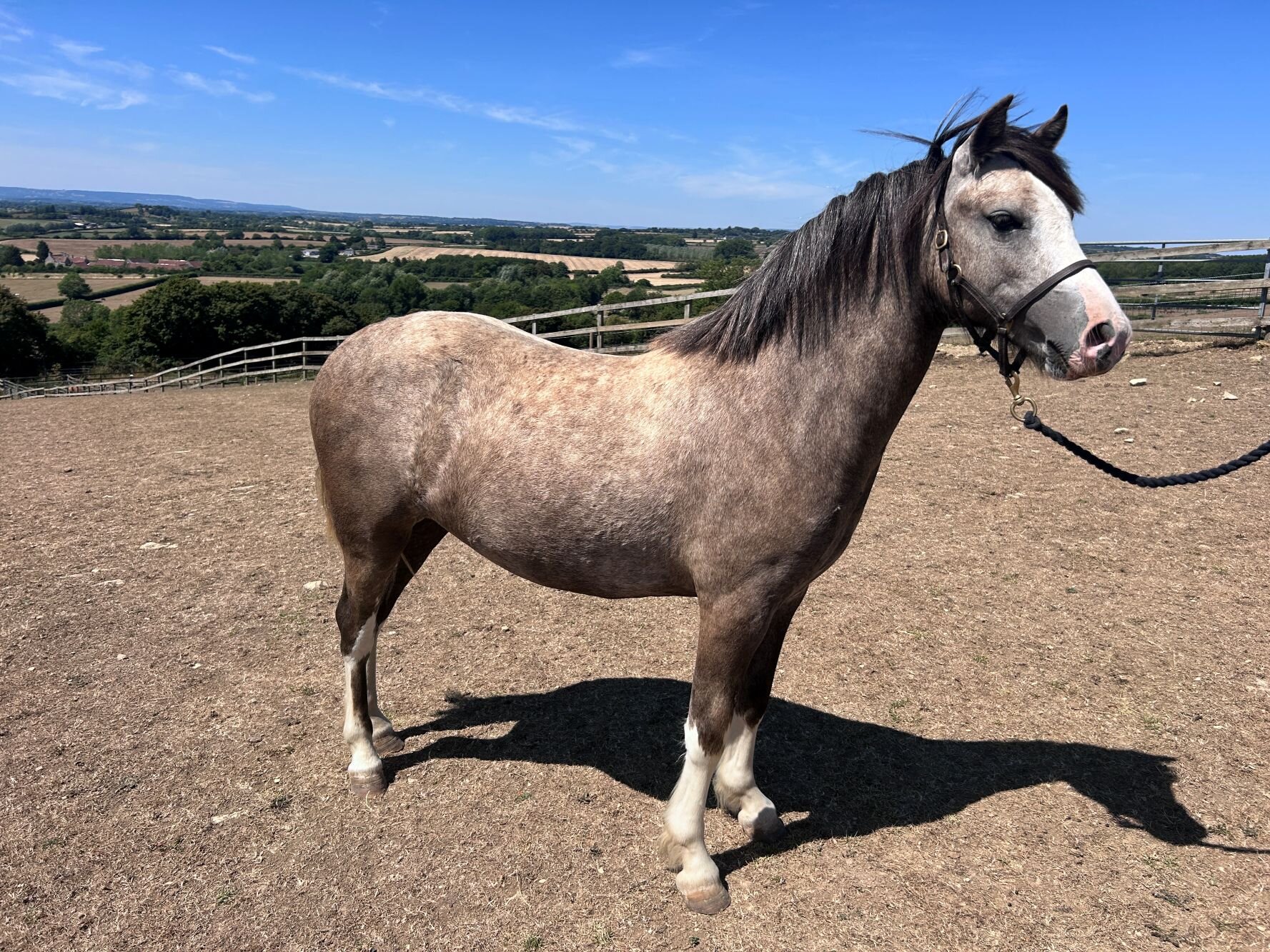 Additional image of Poppy