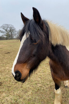 Headshot of Calderberry Sparke - white horse with head collar on