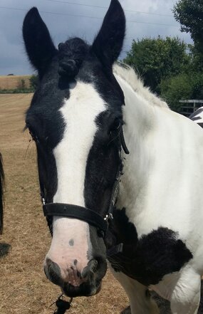 Headshot of Calderberry Sparke - white horse with head collar on