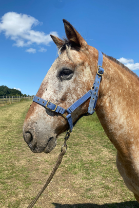 Headshot of Flicker
