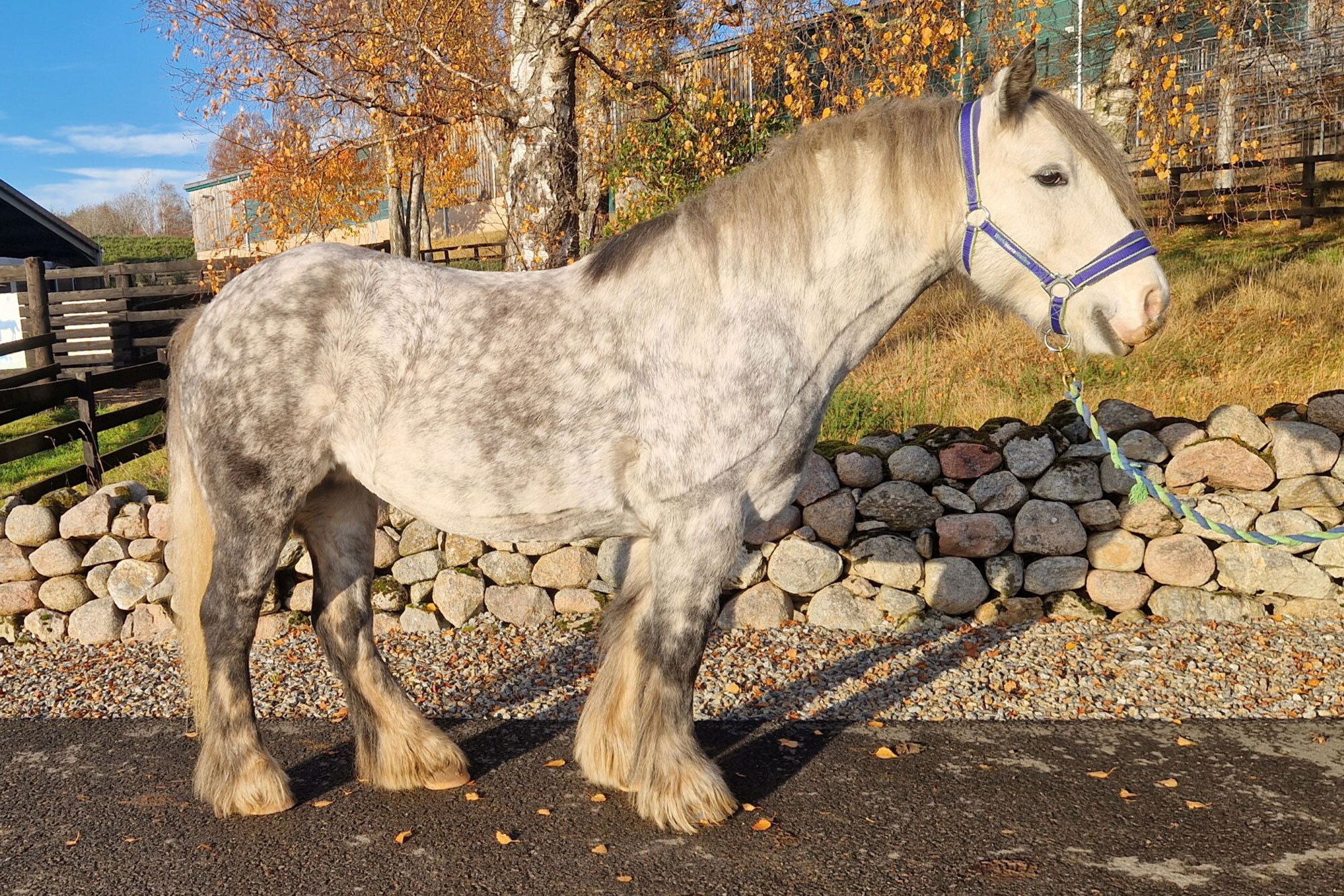 Additional image of Groot