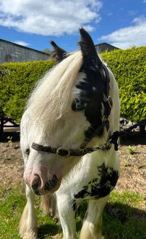 Headshot of Calderberry Sparke - white horse with head collar on