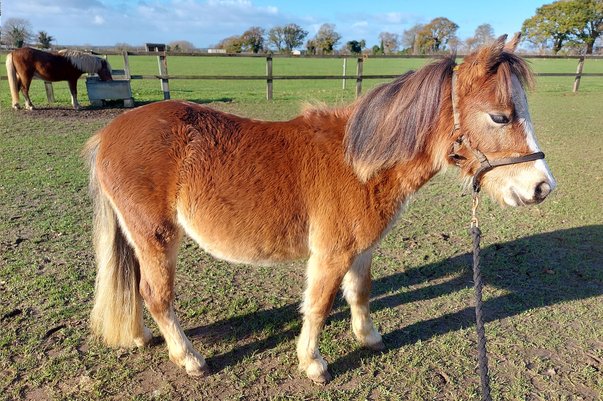 Additional image of Pretzel