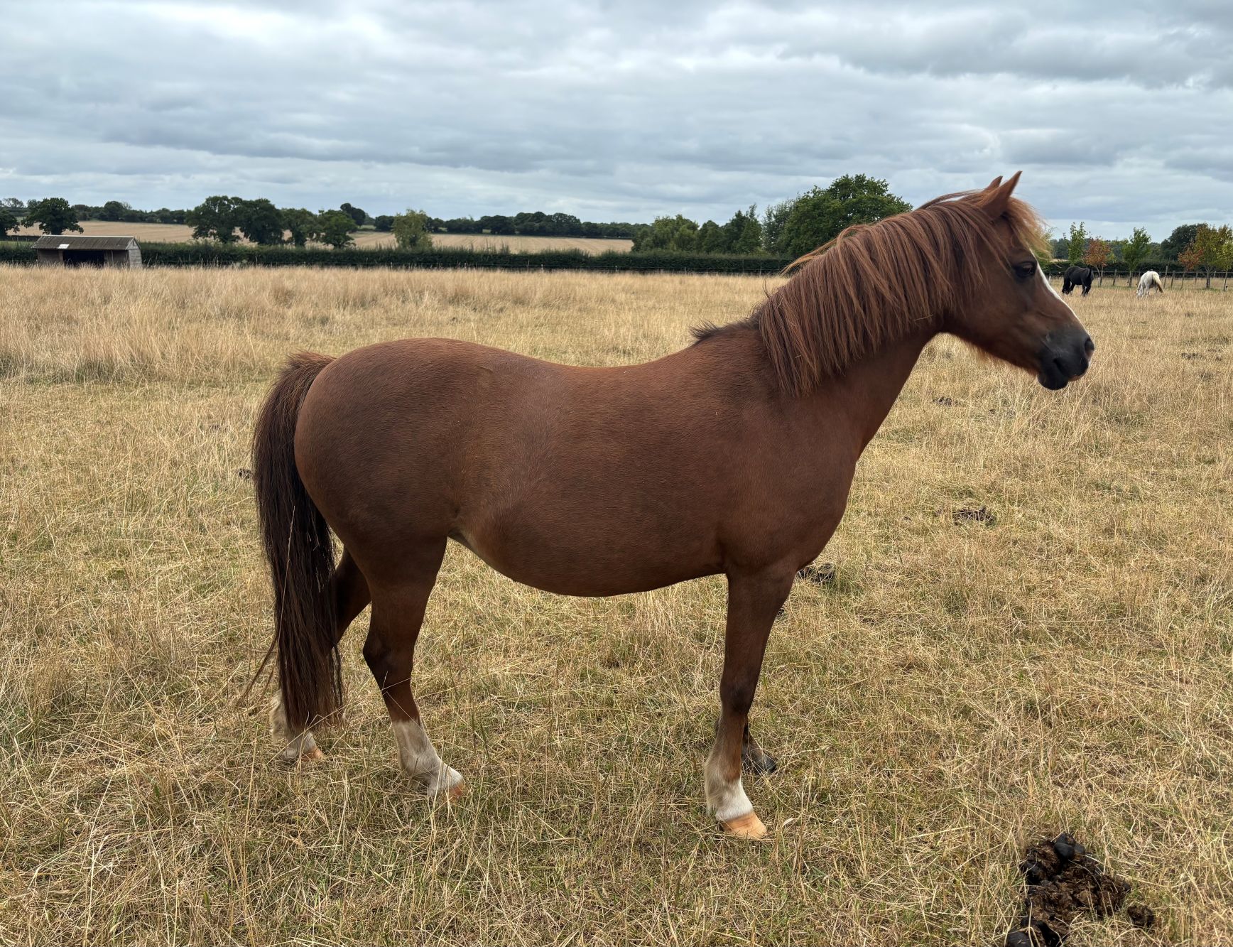 Additional image of Grangefields Bella