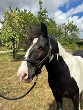 Headshot of The Minstral