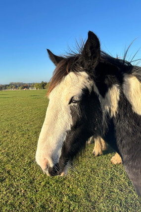 Headshot of Calderberry Sparke - white horse with head collar on