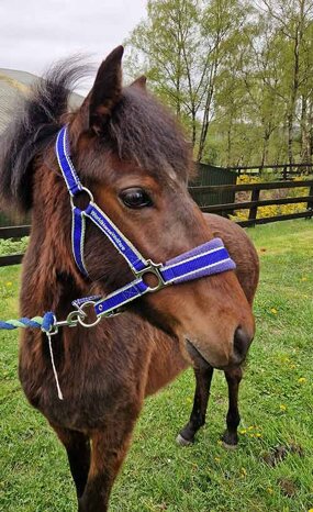 Headshot of Calderberry Sparke - white horse with head collar on