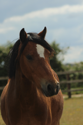 Headshot of Crumble
