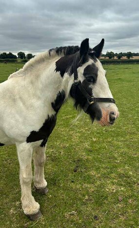 Headshot of Calderberry Sparke - white horse with head collar on