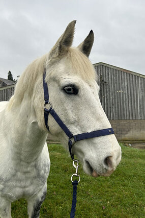 Headshot of Calderberry Sparke - white horse with head collar on