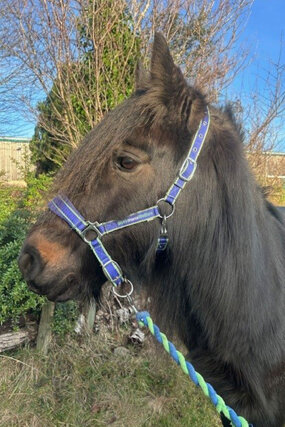 Headshot of Calderberry Sparke - white horse with head collar on