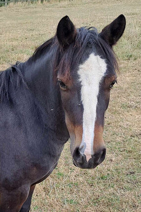 Headshot of Calderberry Sparke - white horse with head collar on