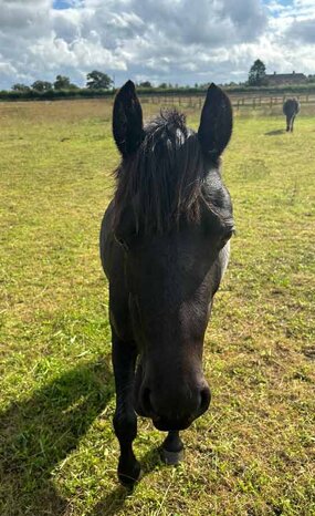 Headshot of Calderberry Sparke - white horse with head collar on