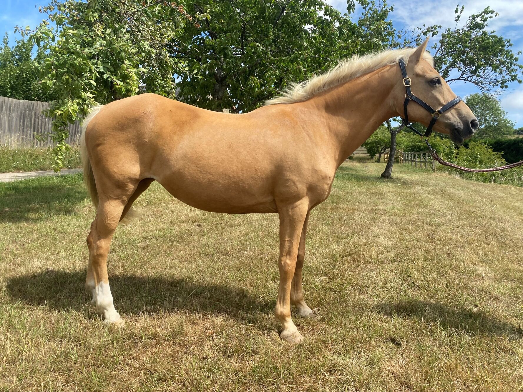photo of Jasmine