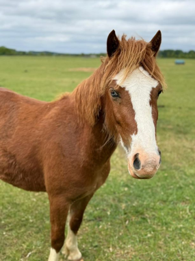 Headshot of Crunchie