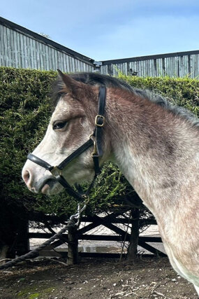 Headshot of Calderberry Sparke - white horse with head collar on