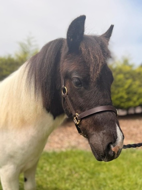Headshot of Bauble