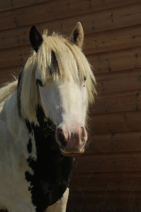 Headshot of Tintin
