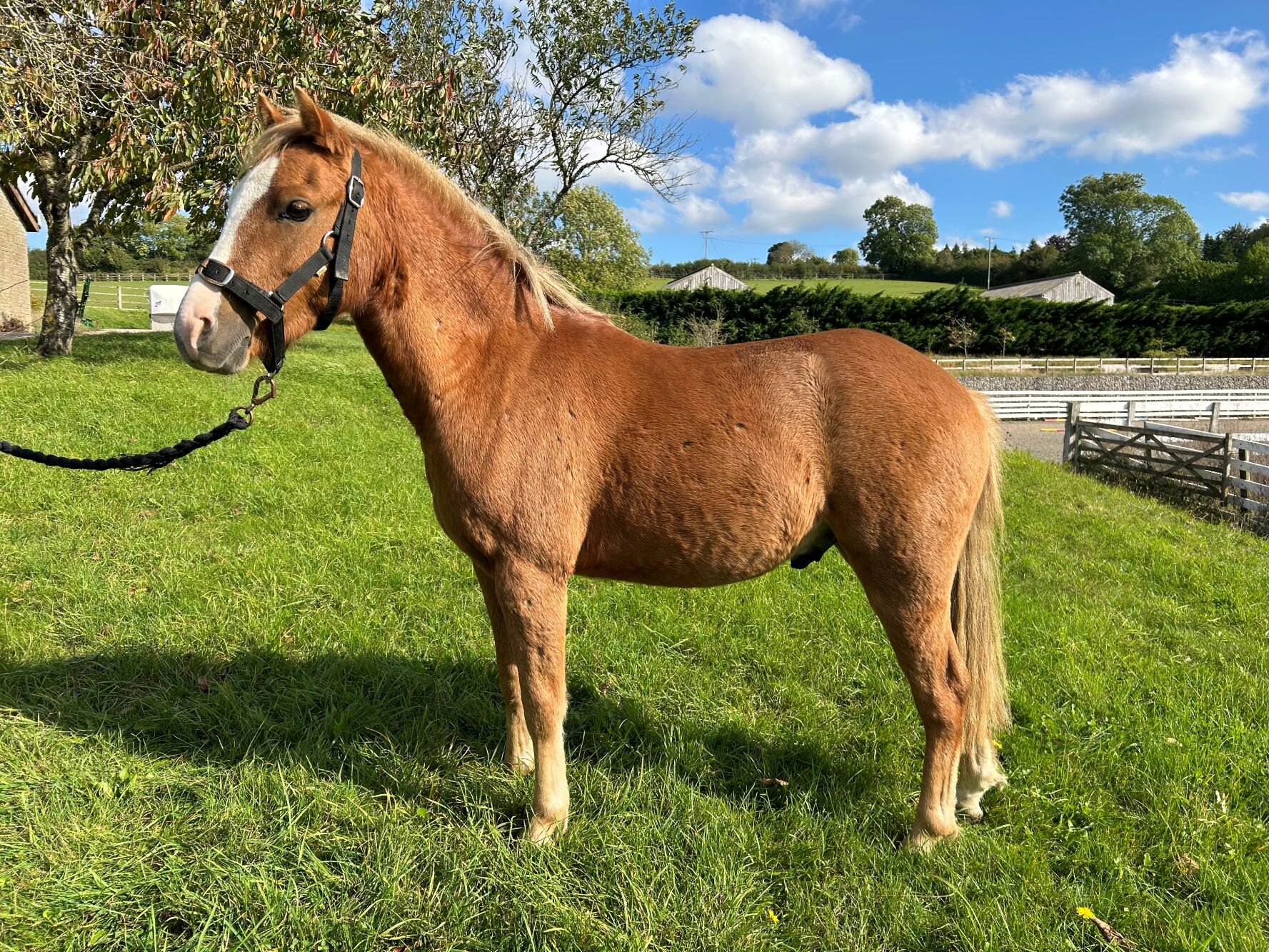 photo of Crunchie