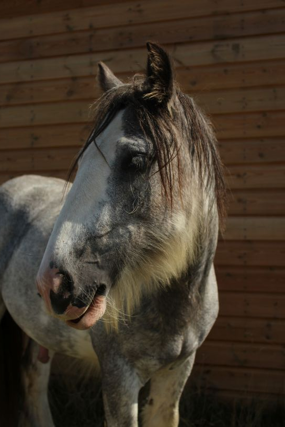Headshot of Bentley