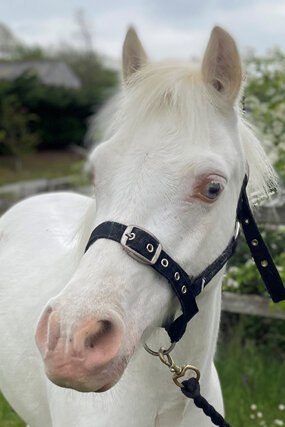 Headshot of Calderberry Sparke - white horse with head collar on