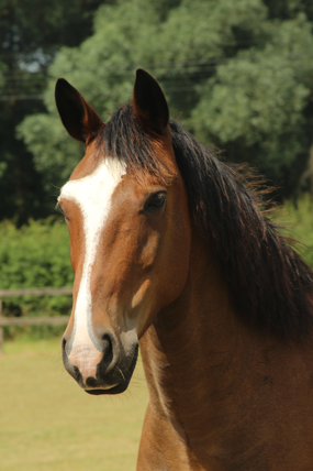 Headshot of Finley