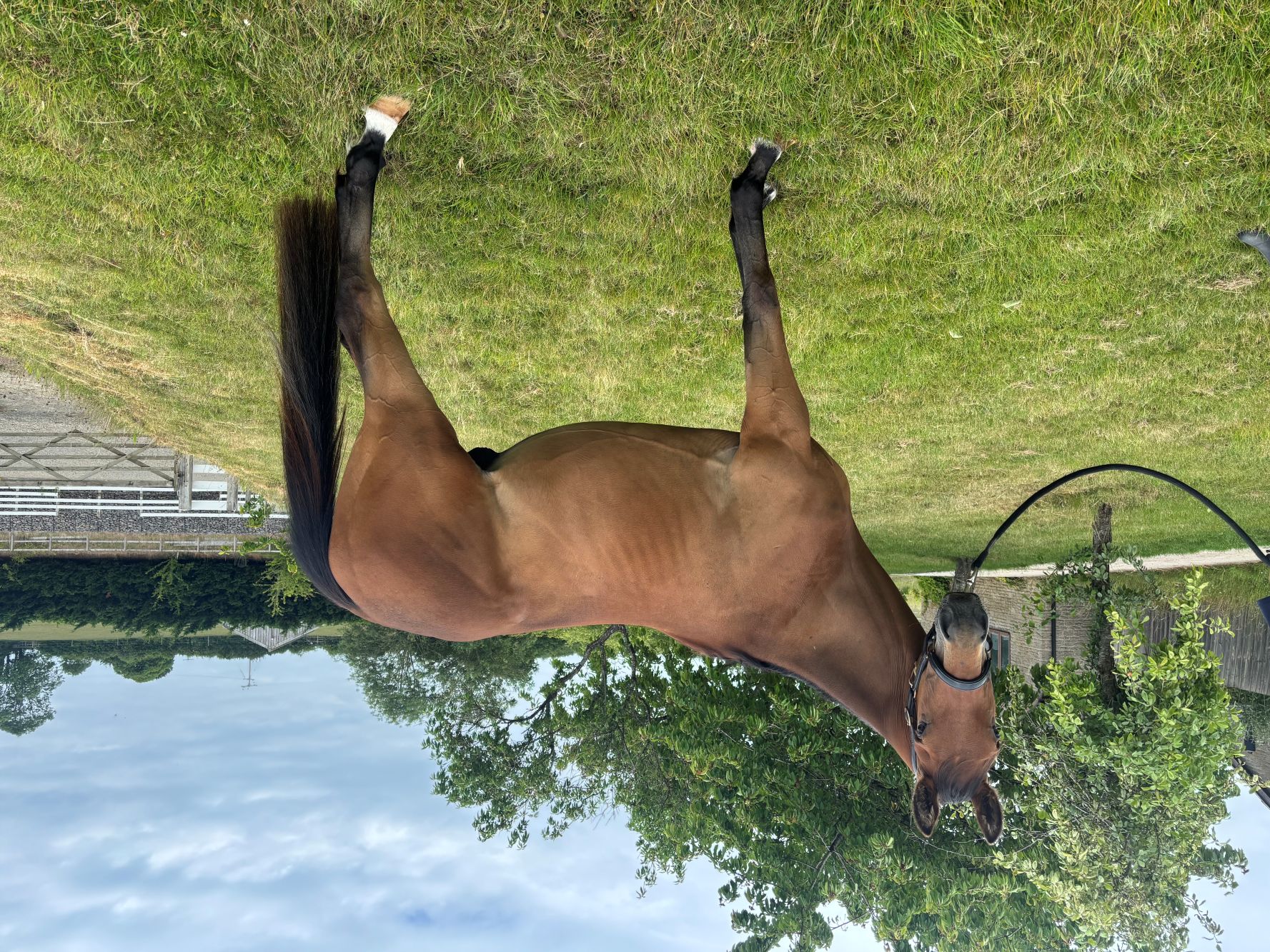 photo of Arlo