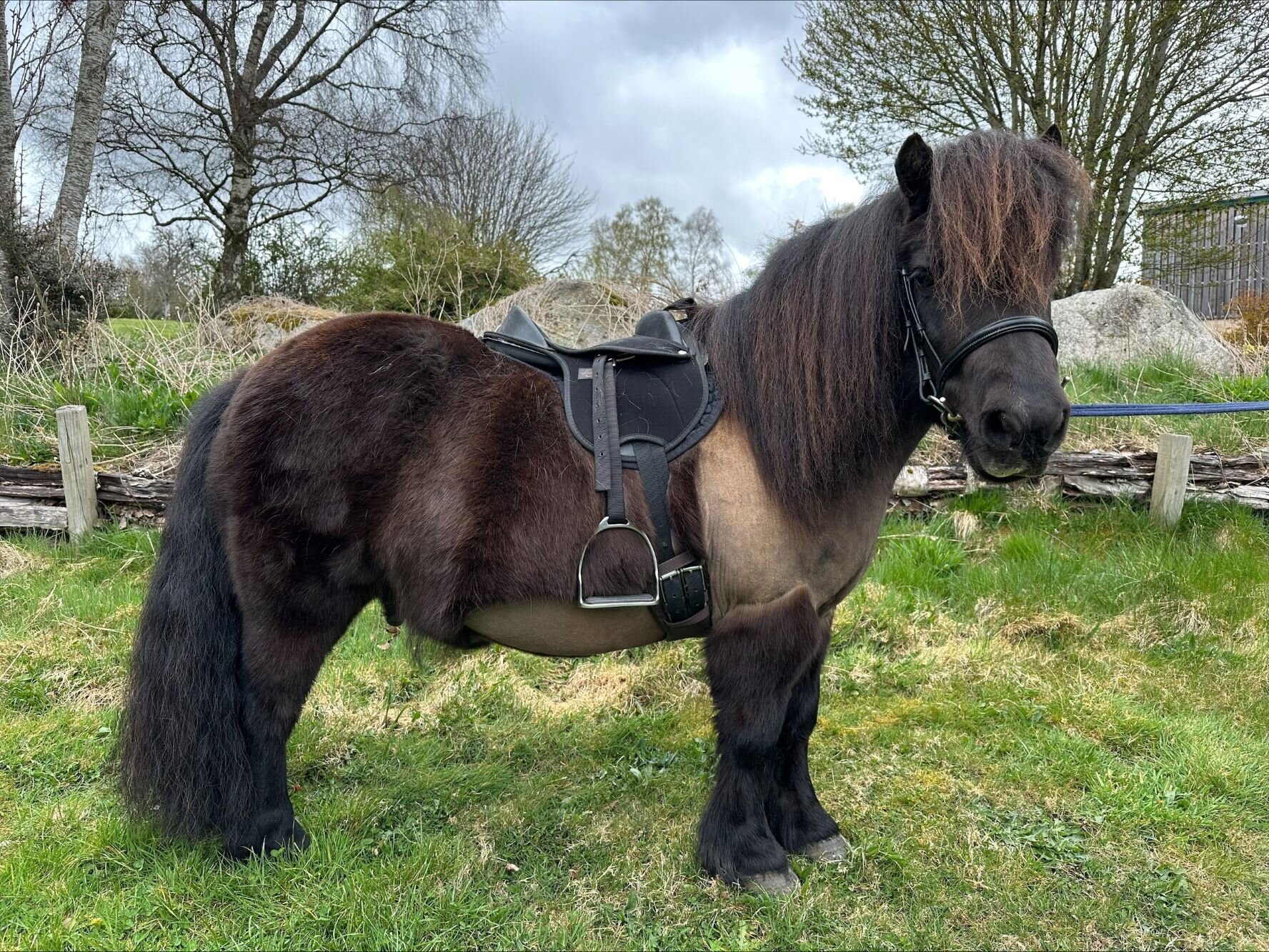 Additional image of Littlewoodend Braveheart